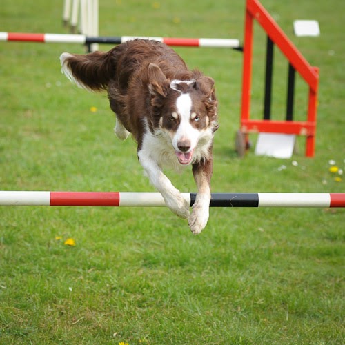 Dog Agility - A Dog Sport for Everyone:Pictures of Dogs and All About Dog