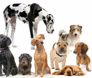 Can You Find Specific Mix Breed Dogs Can You Find Specific Mix Breed Dogs