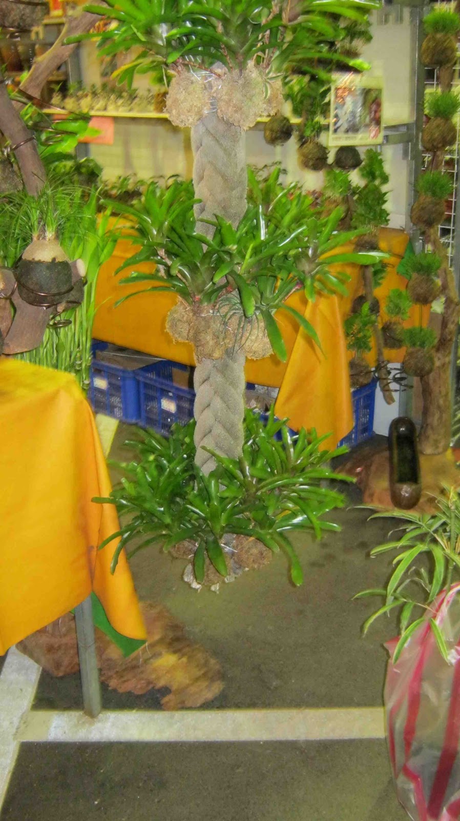 Philippine Gardener Green Buildings and Vertical Gardens