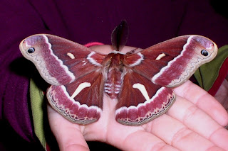Redwood Moth