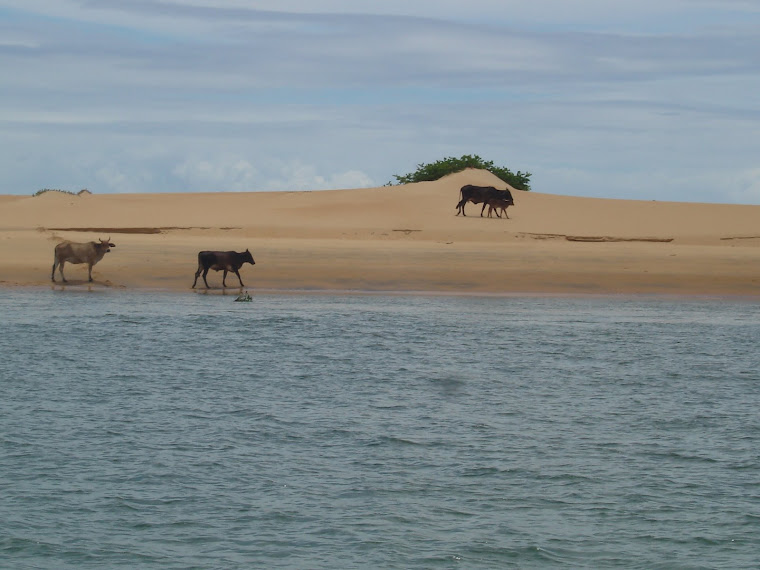 Foz do São Francisco