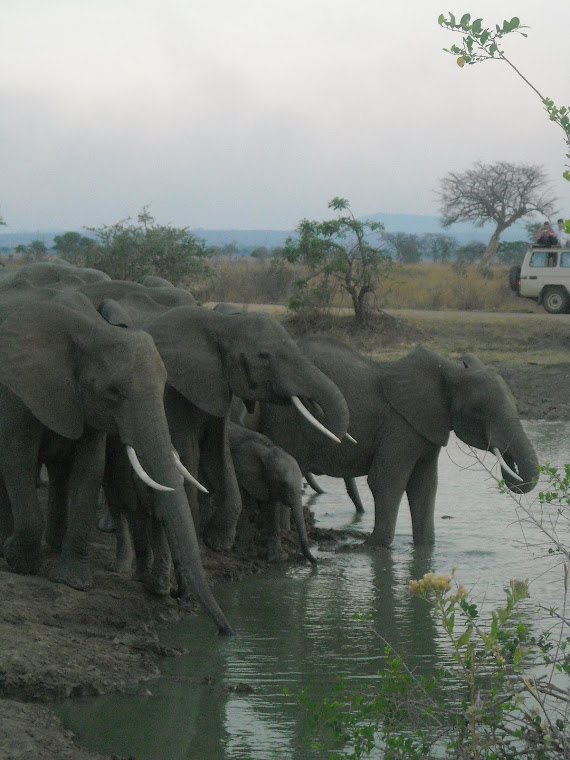 SAFARI PHOTOS