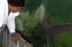 Meeting a sturgeon