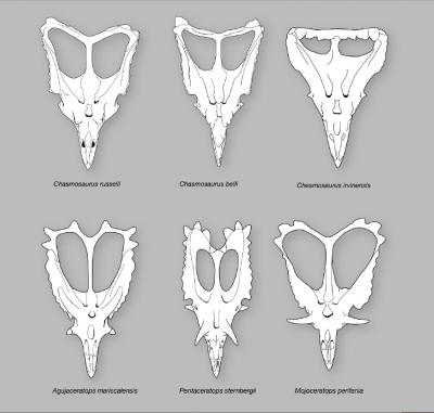 http://4.bp.blogspot.com/_YJtJVrH3c5k/TDYu-gQ9ZzI/AAAAAAAACEQ/sh4tkZZHmLw/s1600/mojoceratops2.jpg