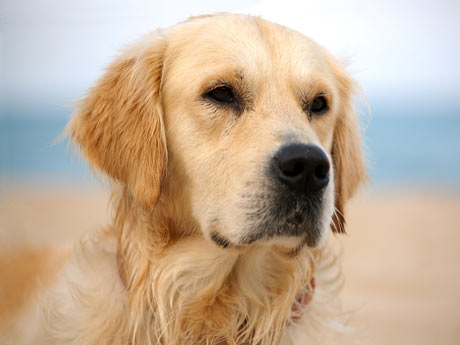 10 plantas que son venenosas para los perros. Taringa 10 plantas que son venenosas para los perros. Taringa