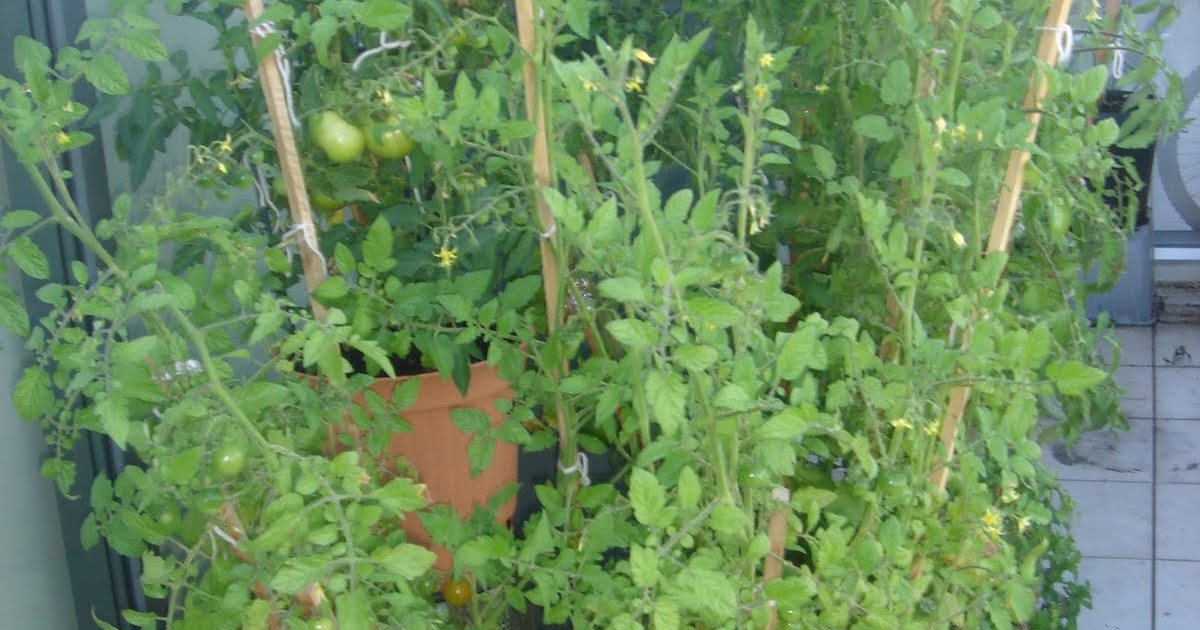totally inept balcony gardener Growing Tomatoes on a Balcony