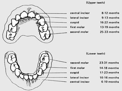 Oral Surgeons: Human Teeth:A general Information