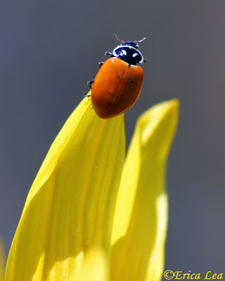 ladybug, sunflower