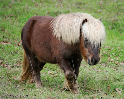 miniature horse
