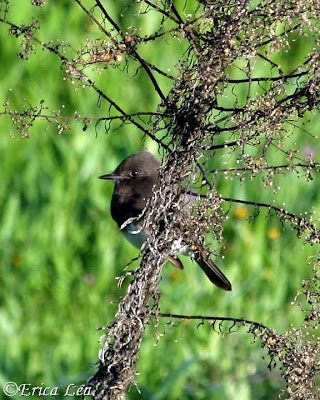 black phoebe, bird, weeds