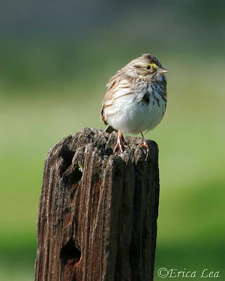 savannah sparrow, bird, erica lea, nature visions