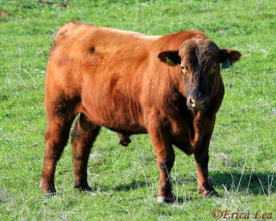 bull, santa gertrudis, cow