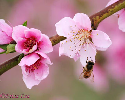honey bee, pink flowers, fruit tree blossoms
