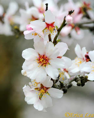 white flowers, fruit tree, blossoms, blooms