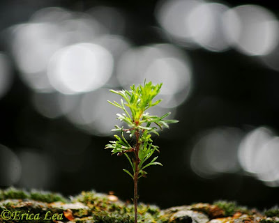 bokeh