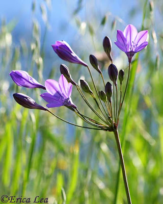 grass nut, wildflower, ithuriels spear