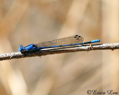 damselfly
