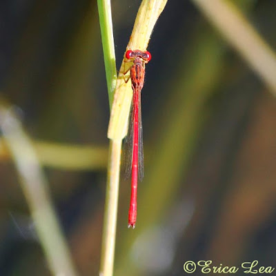 Desert Firetail