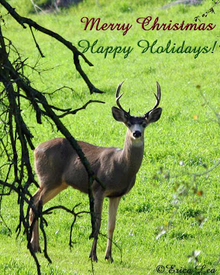 deer, buck