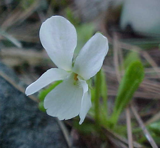 [Violetwhite0307b.JPG]