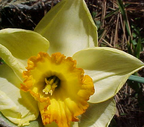 [Daffodil0407b.JPG]