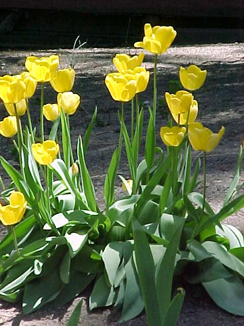 [Tulips0407a.JPG]