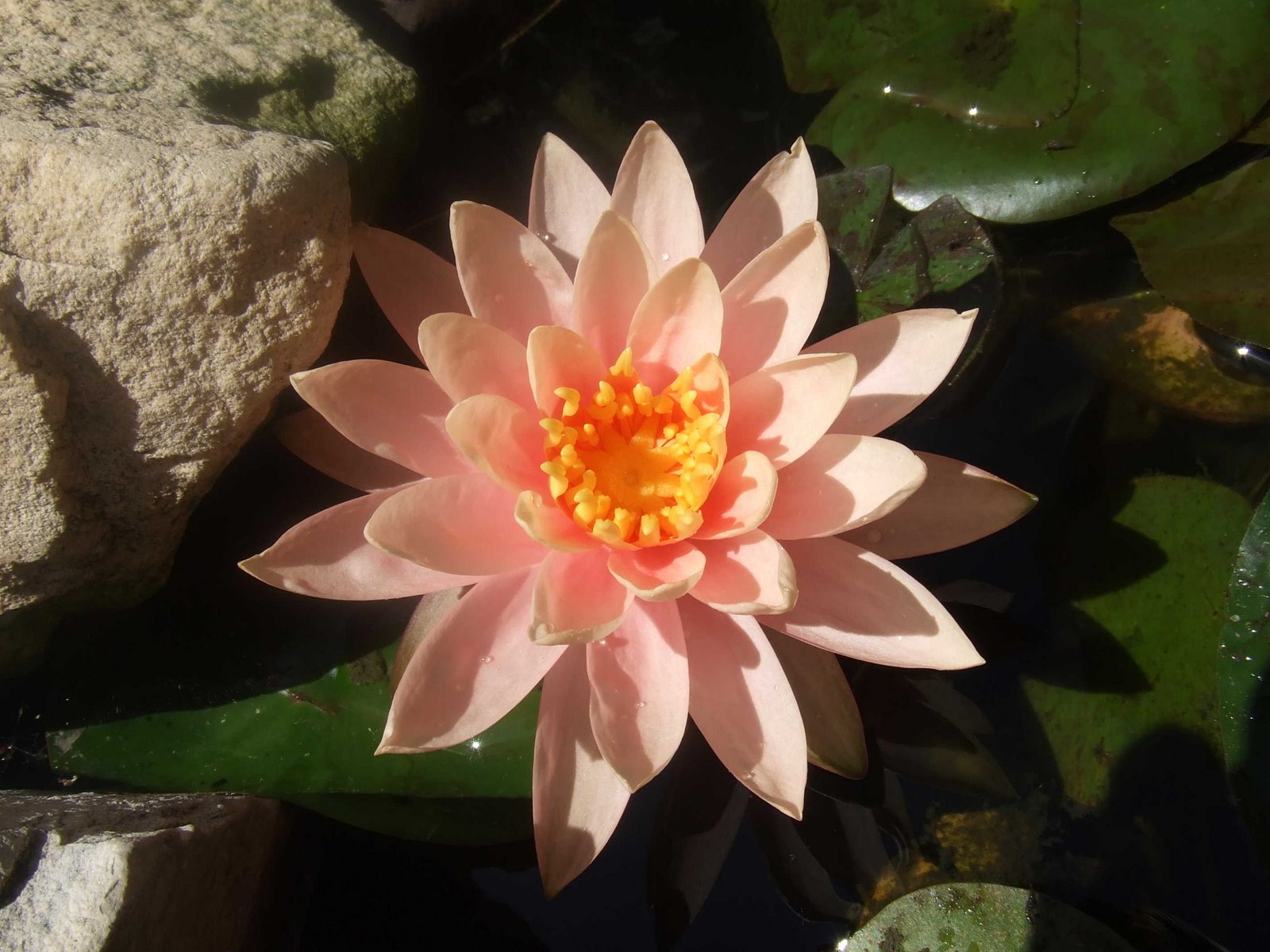 [MomGarden0607a.JPG]