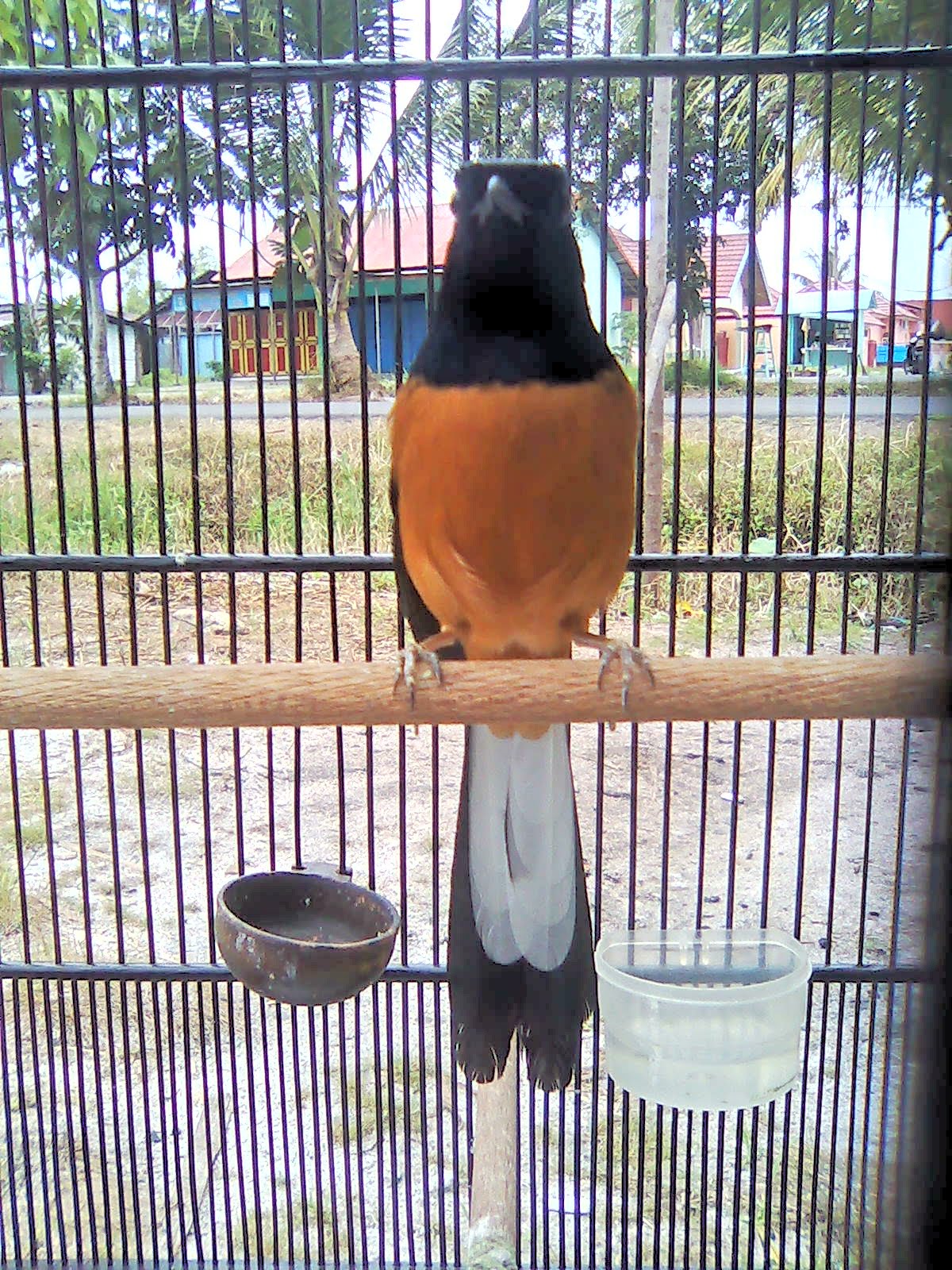 Jenis Burung Burung Murai Batu Serbaserbi