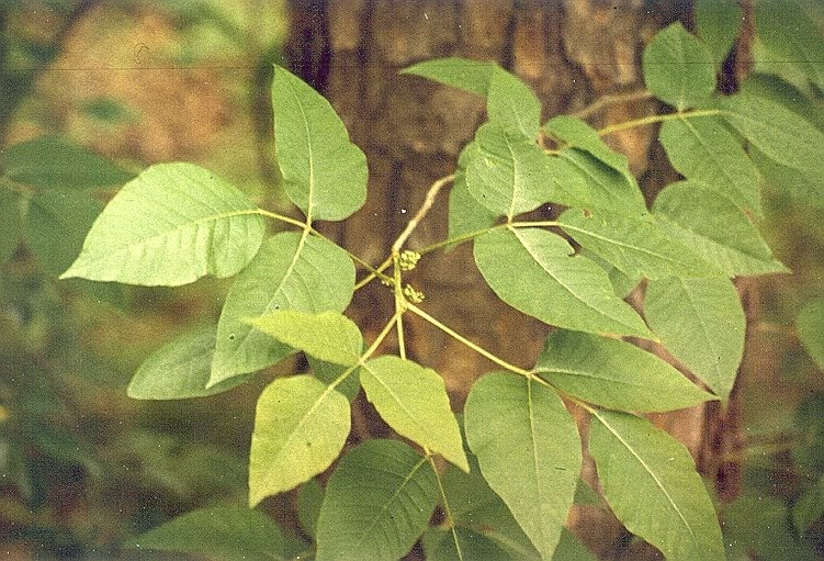 stages of poison ivy rash pictures