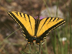 Swallowtail Butterfly