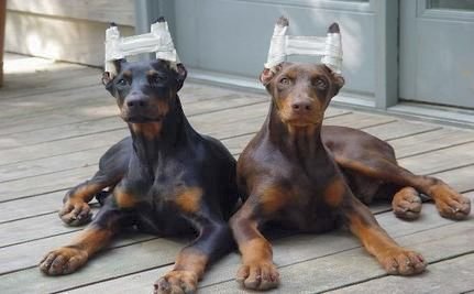 ear cropping dogs pin ear cropping guide set scissors pictures on ear cropping dogs pin ear cropping guide set scissors pictures on