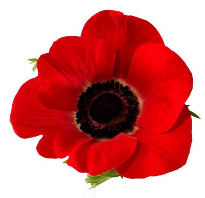 Poppy Flower Picture on Poppy Flower