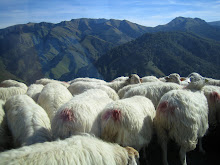 Sheep in the road in the Pyrenees