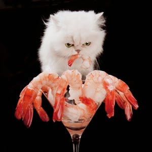 Catsparella: Cats Eating Their Way Through The Alphabet: A-Z