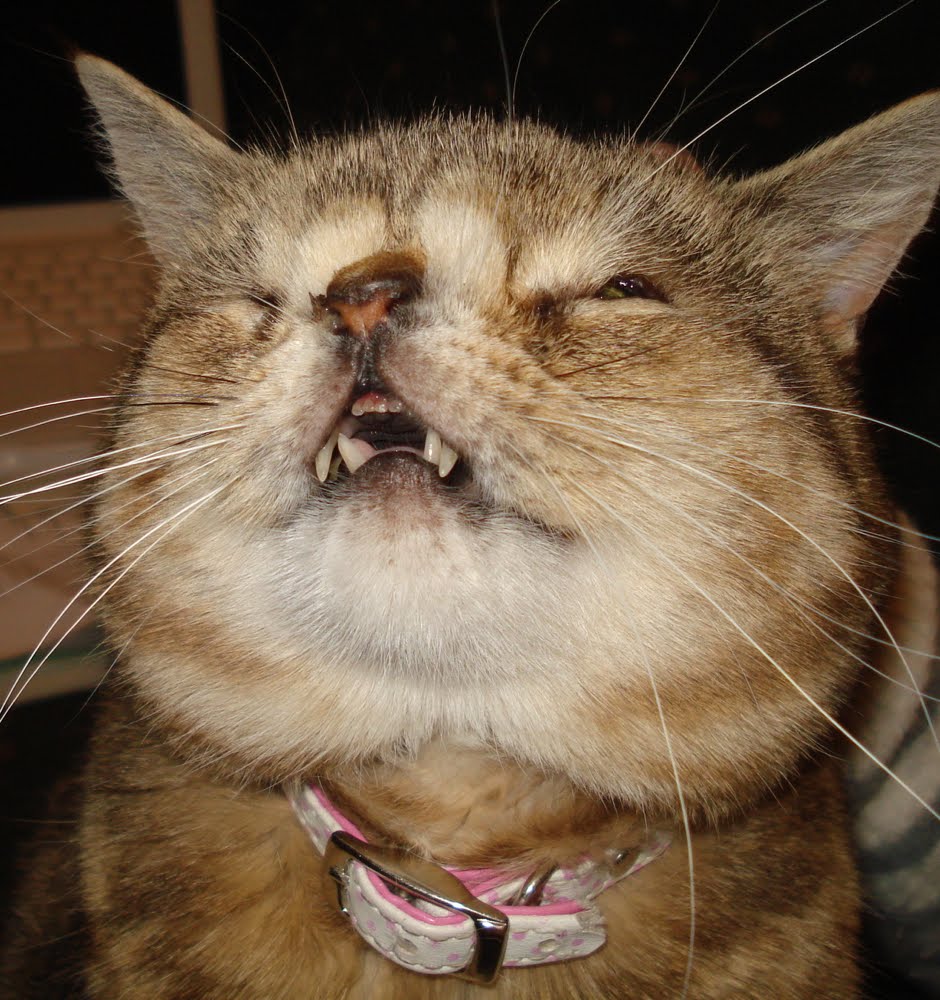 Catsparella You Oughta Know My Ugly Kitty