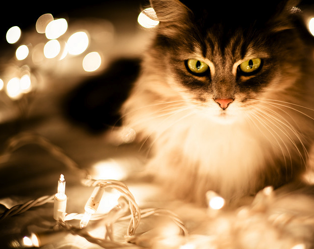 catsparella 20 cats basking in the glow of christmas lights catsparella 20 cats basking in the glow of christmas lights