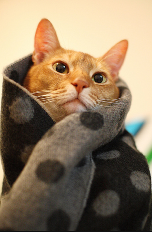 scarves for cats