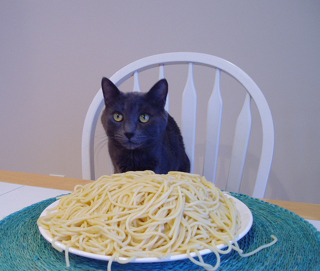 Catsparella: It's National Spaghetti Day!