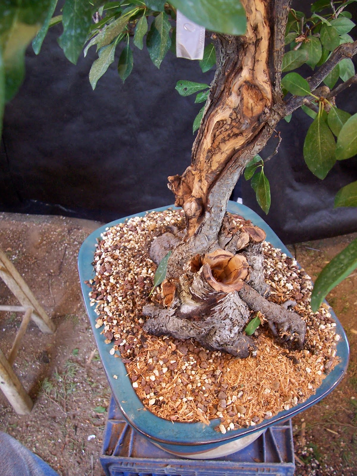 bonsaibp's bonsai blog Chokecherry deadwood sculpting part 1