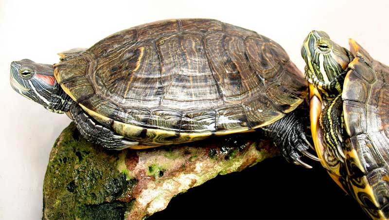 INFORMACION DE TORTUGAS informacion de tortugas: