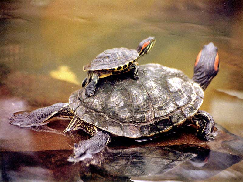 INFORMACION DE TORTUGAS informacion de tortugas: