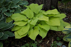 Hosta of the day
