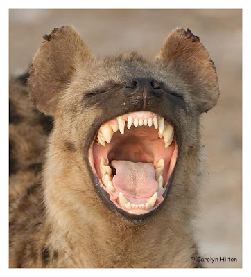 hyena%20laughing.jpg