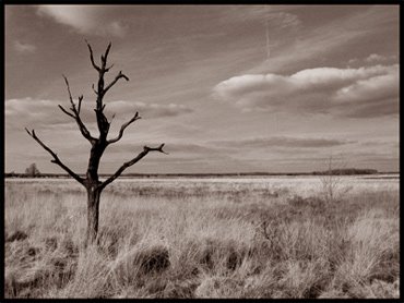 [Arboles+solitarios.jpg]