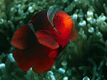 Anemona arrecife