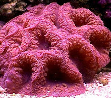 corales