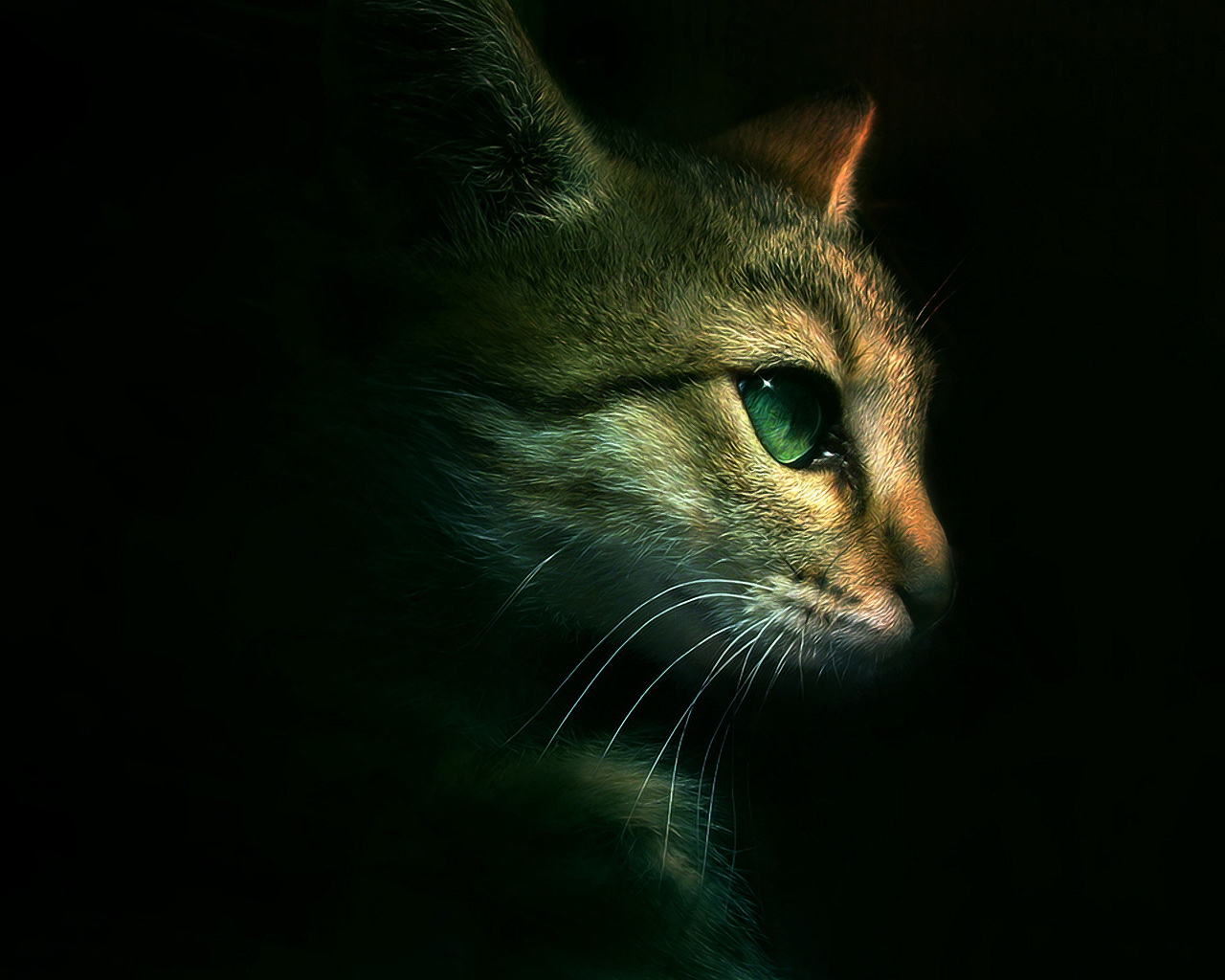 http://4.bp.blogspot.com/_YPTAJEKG950/TJAxDHPFH0I/AAAAAAAAAM0/q9KhmPU4pqI/s1600/gato_ojos_verdes_wallpaper.jpg