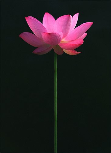 [2699470516_9136f73d83.jpg]