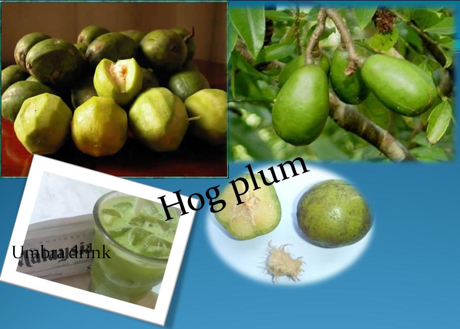 Fruits of Bangladesh Hog plum(Umbra)