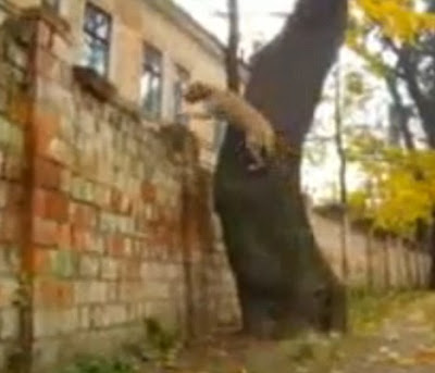 TreT - Parkour Dog From UKRAINE Seen On www.coolpicturegallery.us TreT - Parkour Dog From UKRAINE Seen On www.coolpicturegallery.us